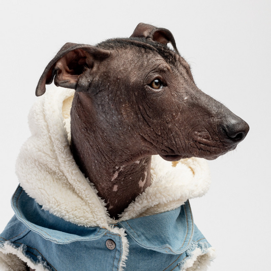 Sherpa Dreams in Denim: The Coziest Dog Jacket Ever